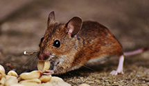 24 Hour & Emergency Exterminators in Wales, ME